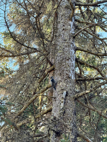 Eurasian Three-toed Woodpecker
