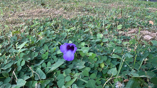 Torenia concolor observed 2026-10-16
