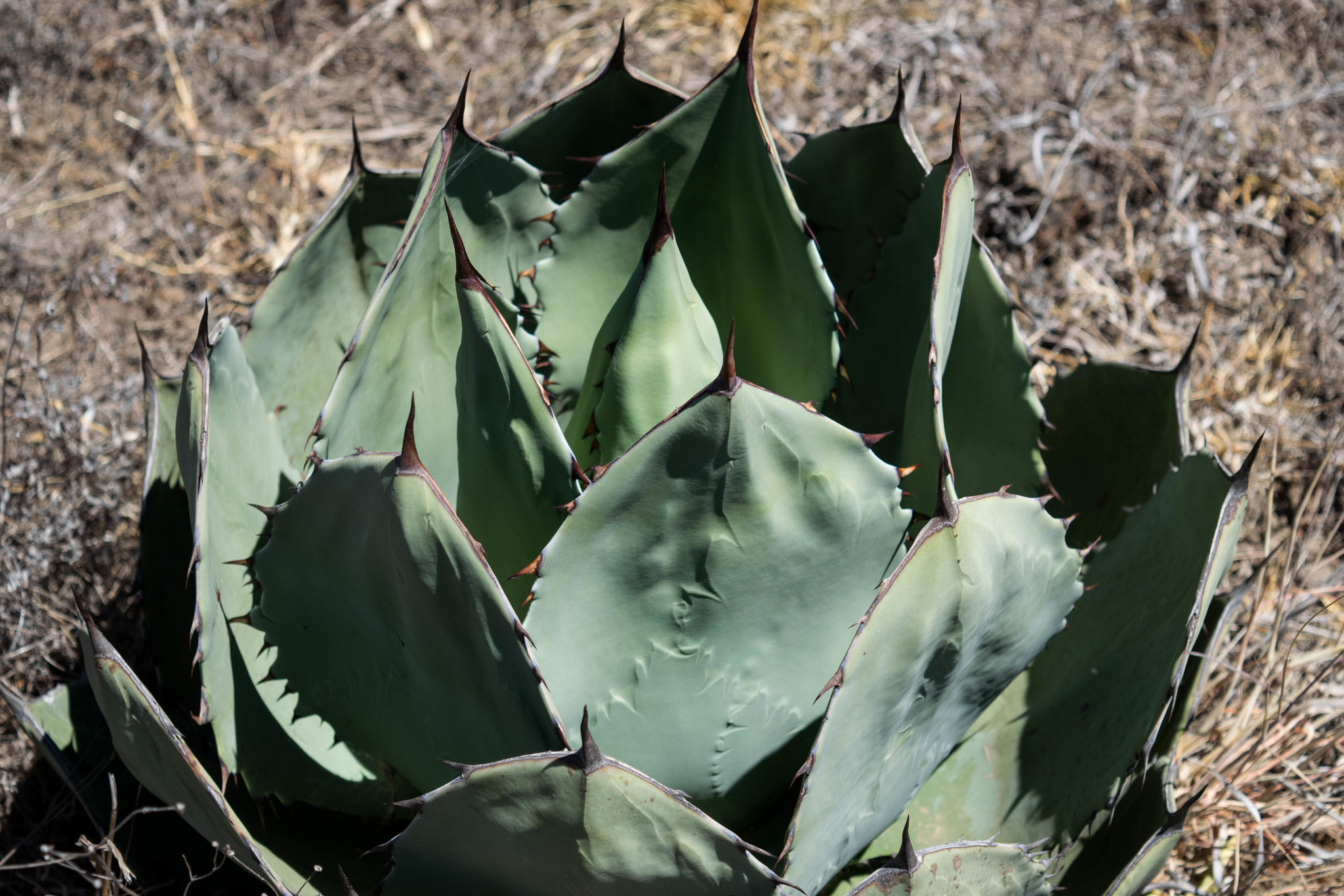 Subspecies Agave shrevei shrevei  iNaturalist