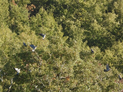 Common Wood-Pigeon
