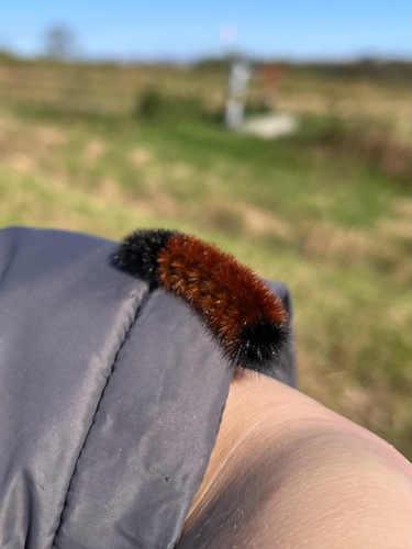 Isabella Tiger Moth