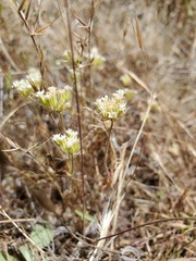 Chorizanthe stellulata