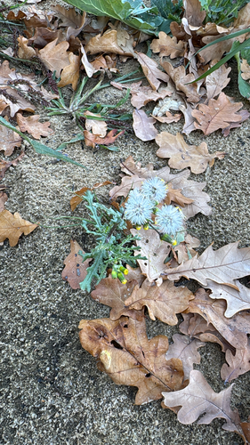 common groundsel