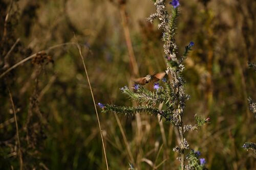 Eurasian Hummingbird Hawkmoth