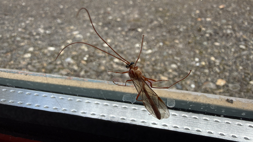 Ophion obscuratus