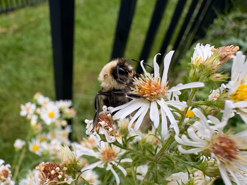 Common Eastern Bumble Bee
