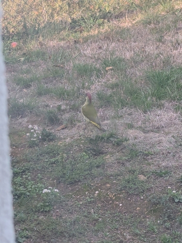 Eurasian Green Woodpecker