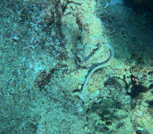 Myrichthys observed 2026-10-16