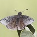 Erynnis brizo lacustra - Photo (c) Donna Pomeroy, some rights reserved (CC BY-NC), uploaded by Donna Pomeroy
