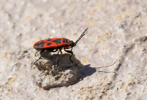 European Firebug