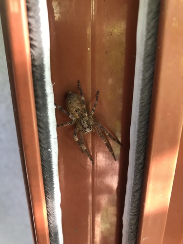 Mediterranean Spiny False Wolf Spider