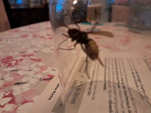 European Hornet