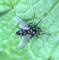 Gastrolepta anthracina