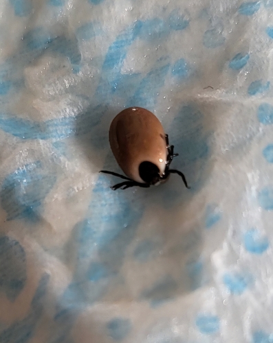 Castor Bean Tick