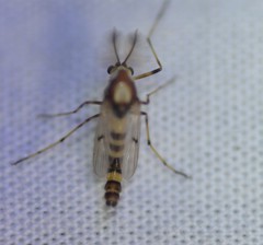 Coelotanypus tricolor