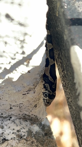 Horseshoe Whip Snake