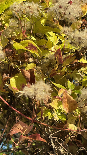 Old man's beard