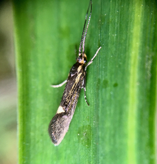 Esperia sulphurella
