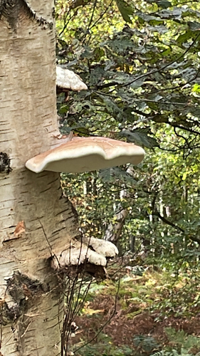 birch polypore