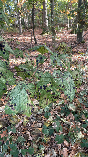 Black Tar Spot