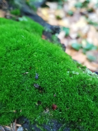 Orthodicranum montanum observed 2026-10-16