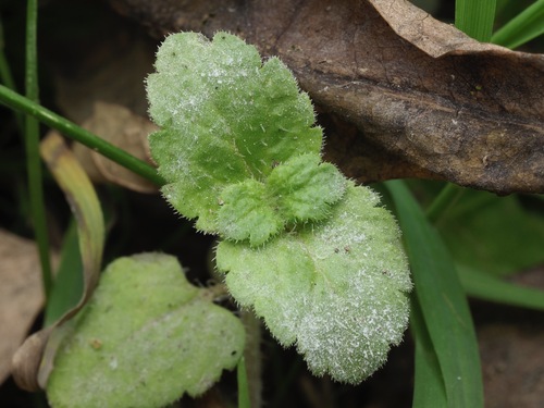 Sphaerotheca castagnei, 2026-10-15