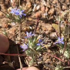 Eriastrum filifolium