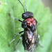 Alder Sawfly - Photo (c) Paul Cook, some rights reserved (CC BY-NC-ND), uploaded by Paul Cook
