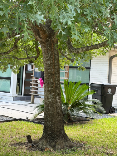 Shumard oak