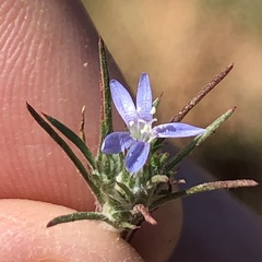 Eriastrum filifolium