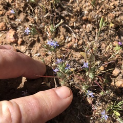 Eriastrum filifolium