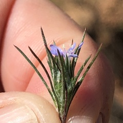 Eriastrum filifolium