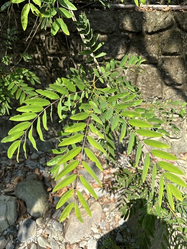 Senna siamea observed 2026-10-15