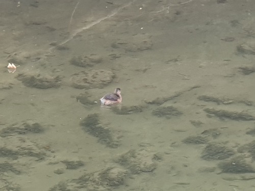 Little Grebe