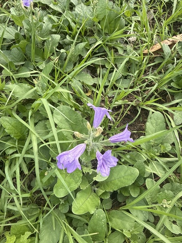Ruellia ciliatiflora observed 2026-10-16