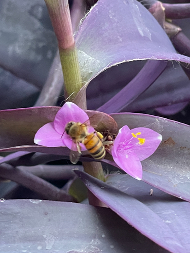 Western Honey Bee