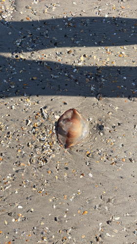Cannonball Jelly