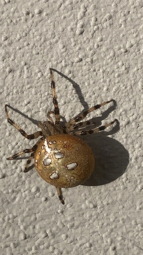 Four-spot Orbweaver