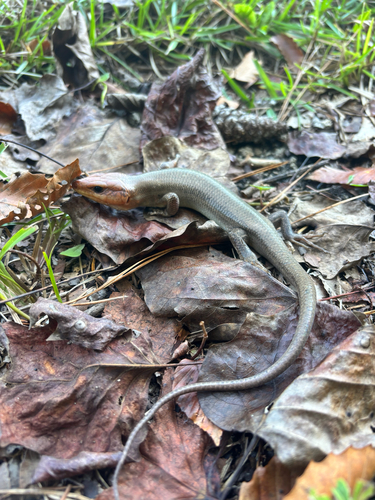 Broad-headed Skink observed by oltfyr