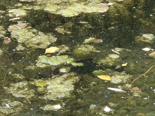 Common Bream