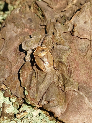 Chlorochroa pinicola
