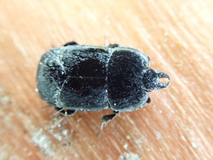 Hololepta plana