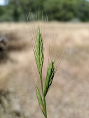 Brachypodium distachyon