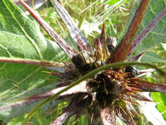 Blitopertha nigripennis