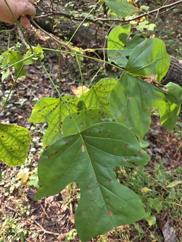 American tuliptree