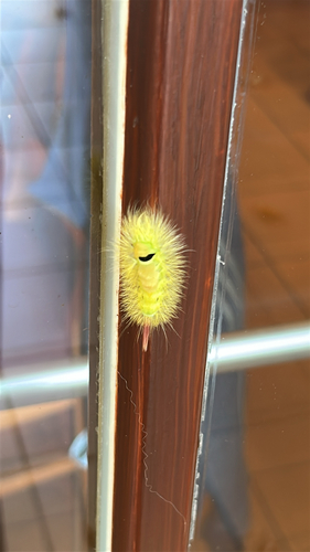 Pale Tussock Moth