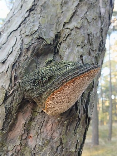 Pine Bracket