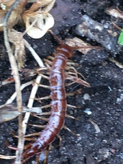 Lithobius