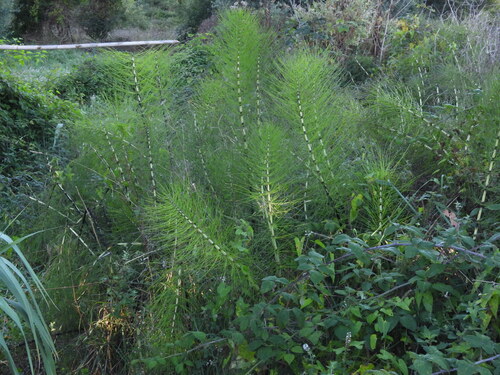 great horsetail