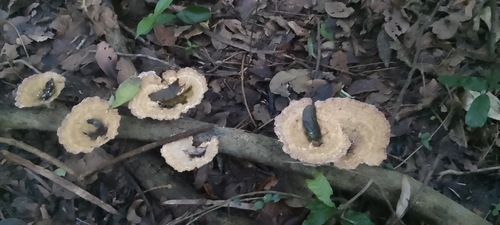 Cymatoderma caperatum observed 2026-10-14